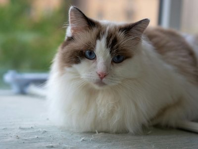 Ragdoll Kitten