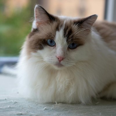 Ragdoll Kitten
