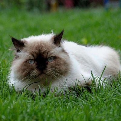 Himalayan Kitten