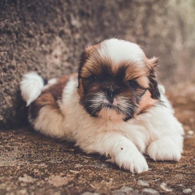 Shih Tzu | Tricolor