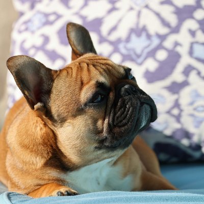 French Bulldog Puppy | Fawn