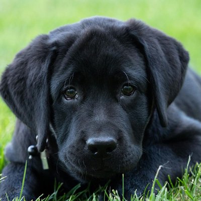 Labrador Retriever | Black