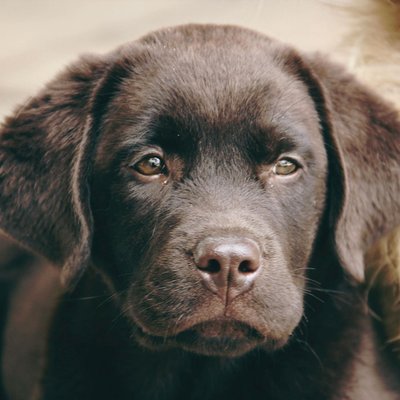 Labrador Retriever | Chocolate