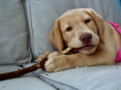 Labrador Retriever | Fawn