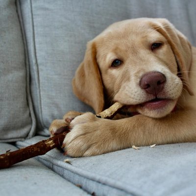 Labrador Retriever | Fawn