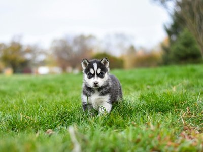 Siberian Husky Puppy | Black & White Color