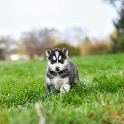 Siberian Husky Puppy | Black & White Color