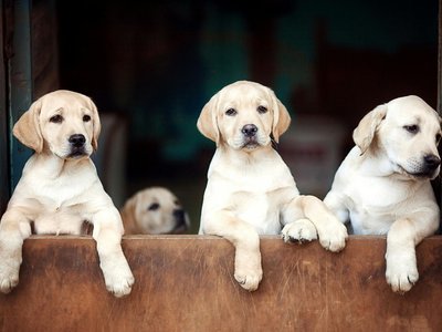 Labrador Retriever | White