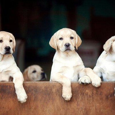 Labrador Retriever | White