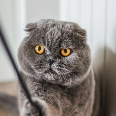 Scottish Fold Kitten | Standard Grey