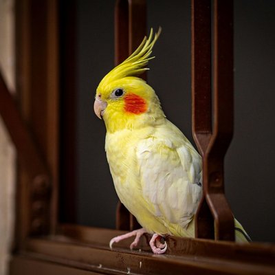 Lutino Cockatiel