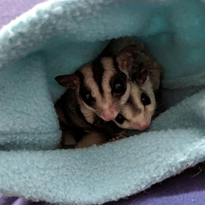 Sugar Glider | Grey
