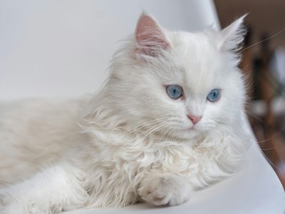 Persian Kitten (Doll Face)