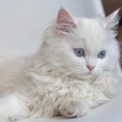 Persian Kitten (Doll Face)