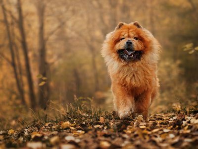 Chow Chow Puppy |  Fawn Color