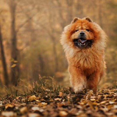 Chow Chow Puppy |  Fawn Color