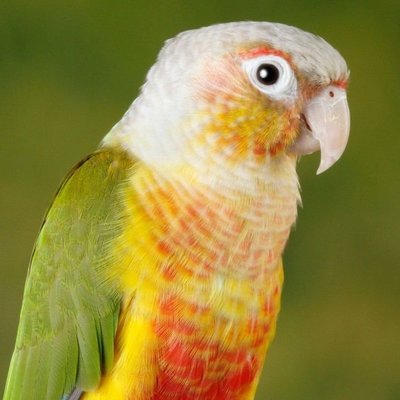 Pineapple Headed Conure