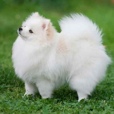 Pomeranian Puppy