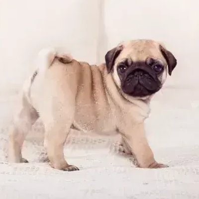 Pug Puppy | Apricot Color