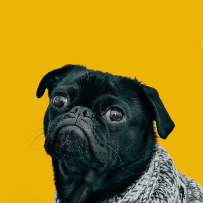 Pug Puppy | Black Color