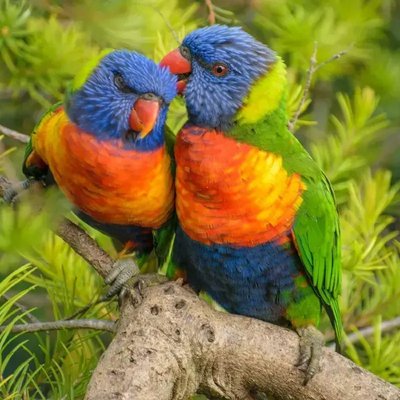 Rainbow Lorikeet