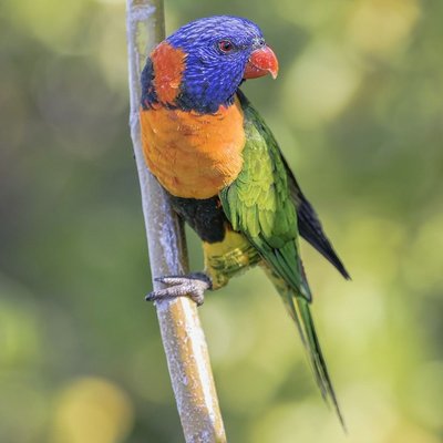 Red Collared Lorikeet
