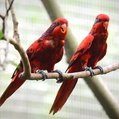 Red Lorikeet