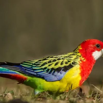 Rosella Bird