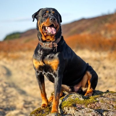 Rottweiler Puppy