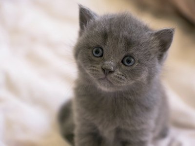 Russian Blue Kitten