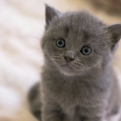 Russian Blue Kitten
