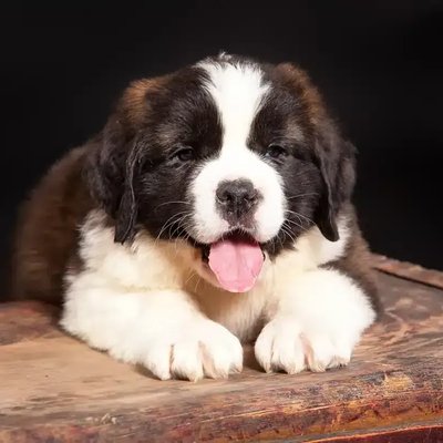 Saint Bernard Puppy