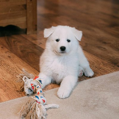 Samoyed Puppy | White