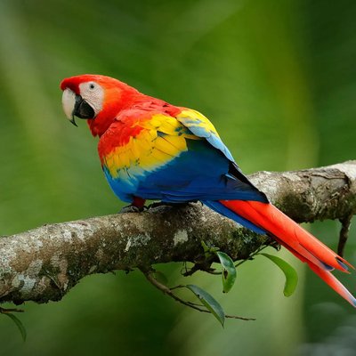 Scarlet Macaw