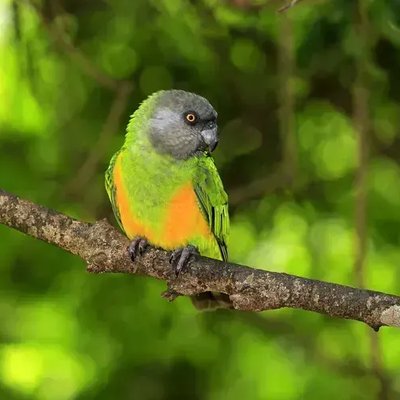 Senegal Parrot