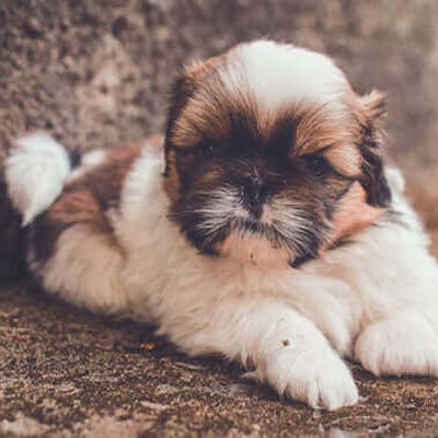 Shih Tzu Puppy Brown & White