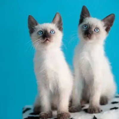 Siamese Kitten