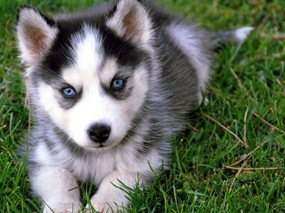 Siberian Husky Puppy | Black & White Color