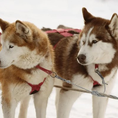 Siberian Husky Puppy | Copper & White Color