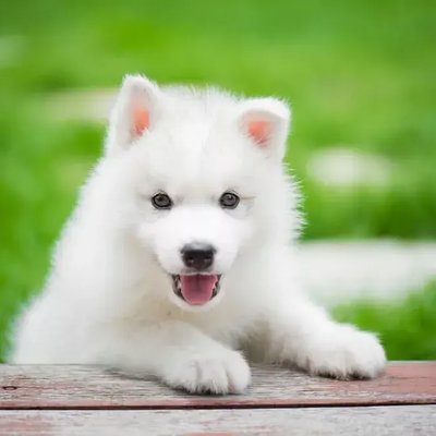 Siberian Husky Puppy | White Color