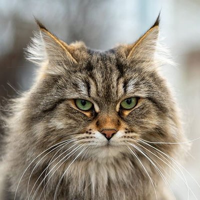 Siberian Kitten