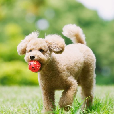 Standard Poodle Puppy