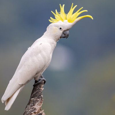 Sulphur Crested Cockatoo
