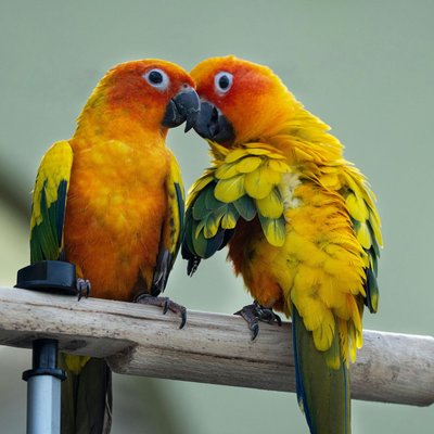 Sun Conure