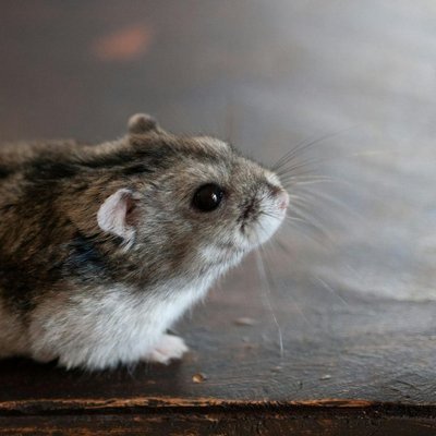 Syrian Hamster Babies