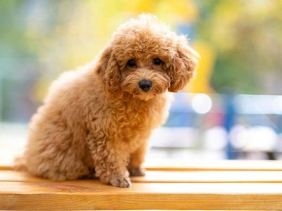 Toy Poodle Puppy
