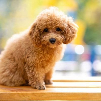 Toy Poodle Puppy