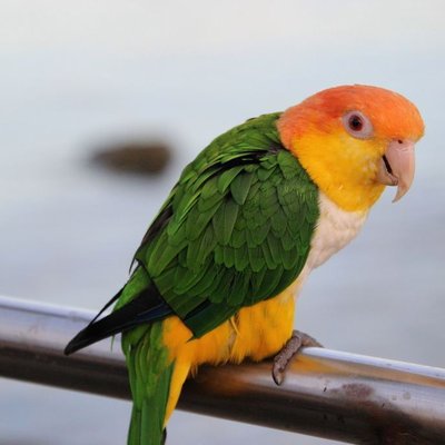 White Bellied Caique