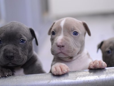 Pitbull Terrier Puppy