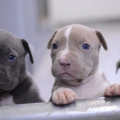 Pitbull Terrier Puppy